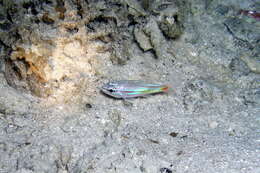 Image of Redspot cardinalfish