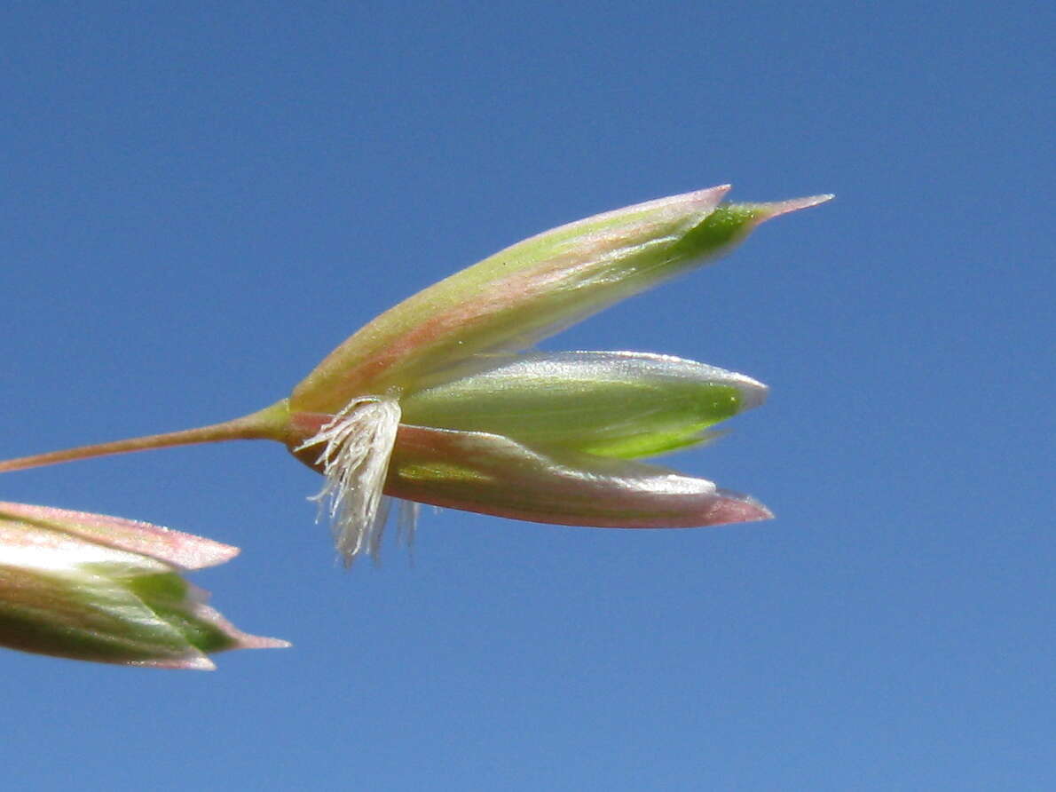 Image of perennial veldtgrass