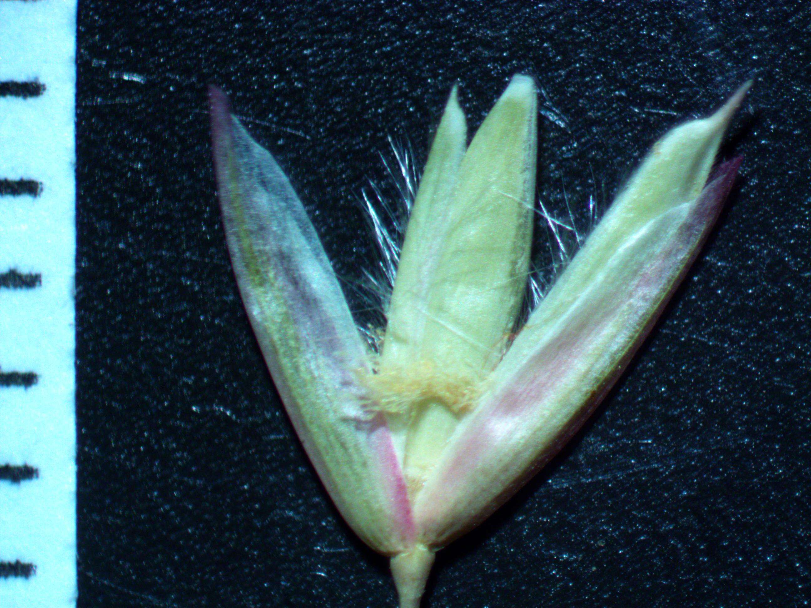 Image of perennial veldtgrass