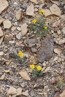 Image of Vasey's rockdaisy