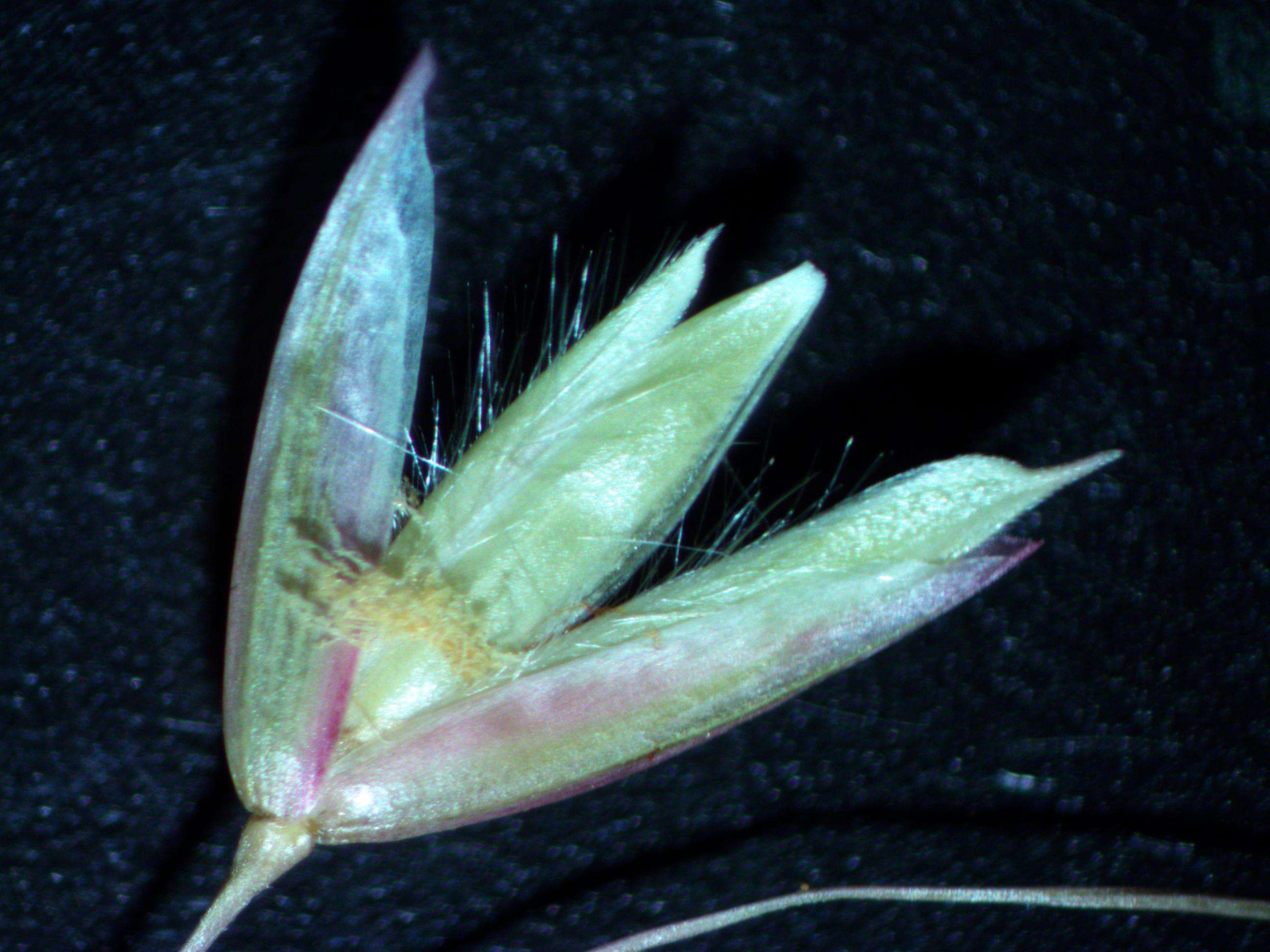 Image of perennial veldtgrass