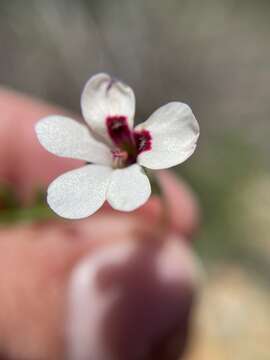 Image of Pelargonium senecioides L'Her.