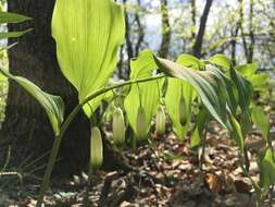 Слика од Polygonatum glaberrimum K. Koch