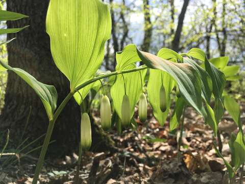 Image of Polygonatum glaberrimum K. Koch