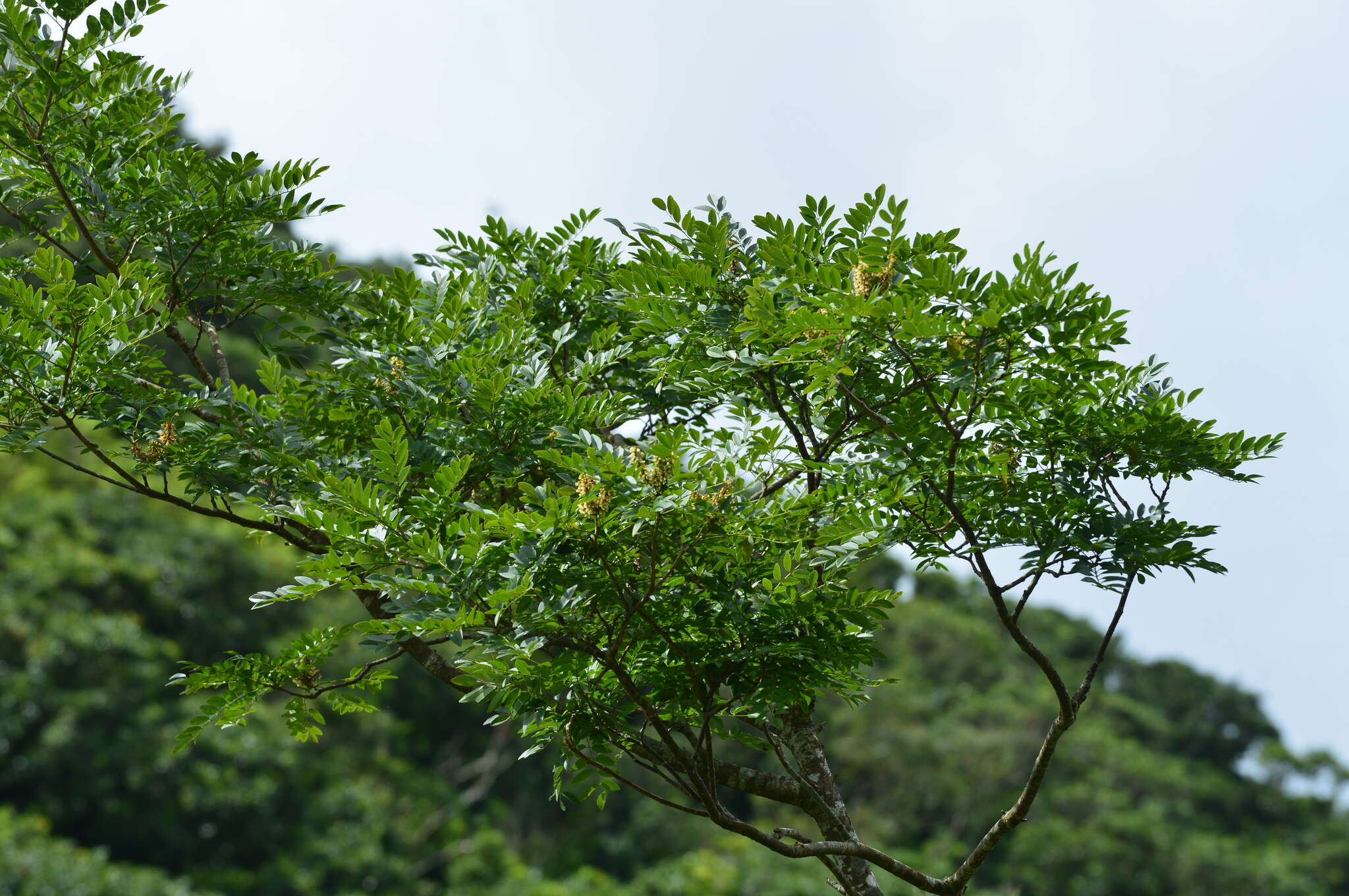 Imagem de Maackia taiwanensis H. Hoshi & H. Ohashi