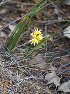 Image of Conostylis setigera R. Br.