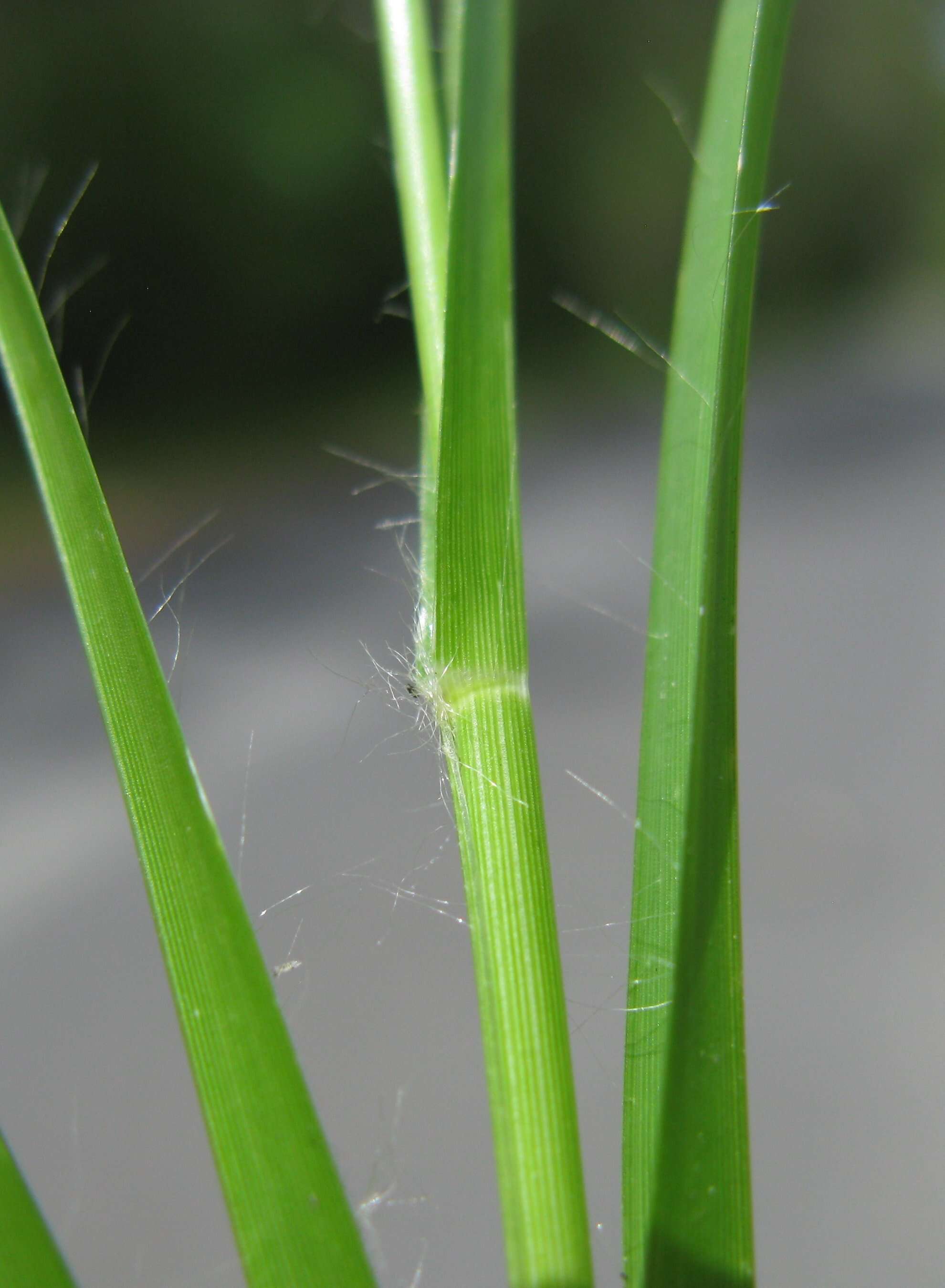 Image of Indian goosegrass