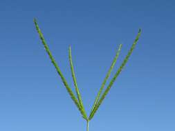 Image of Indian goosegrass