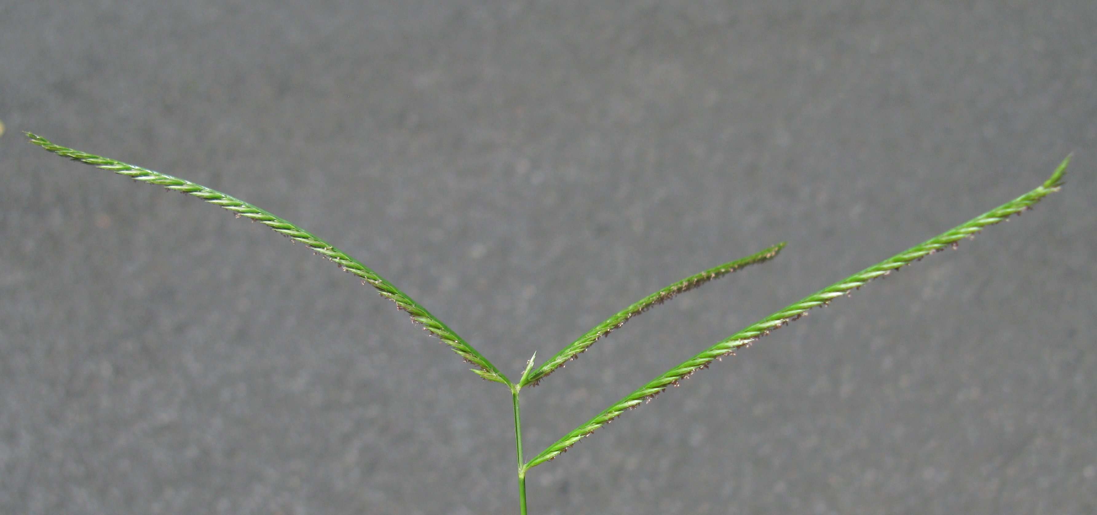 Image of Indian goosegrass