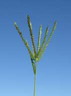 Image of Indian goosegrass