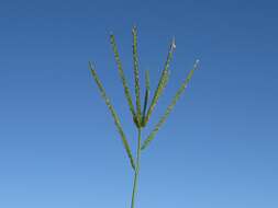 Image of Indian goosegrass