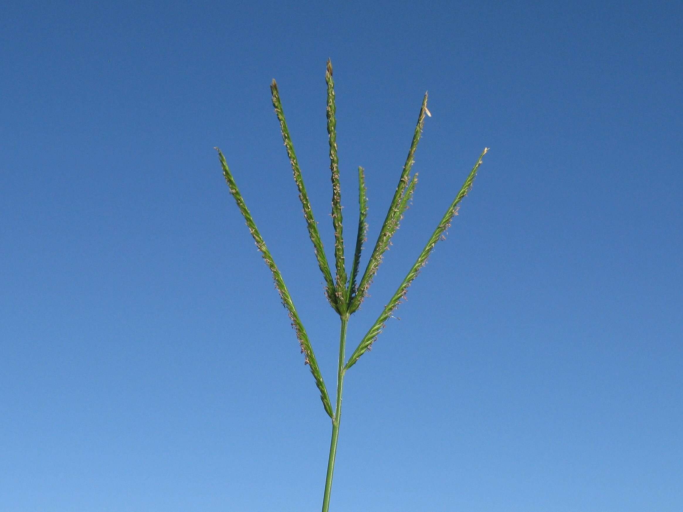 Eleusine indica (L.) Gaertn. resmi