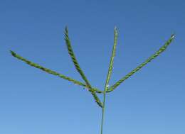 Image of Indian goosegrass