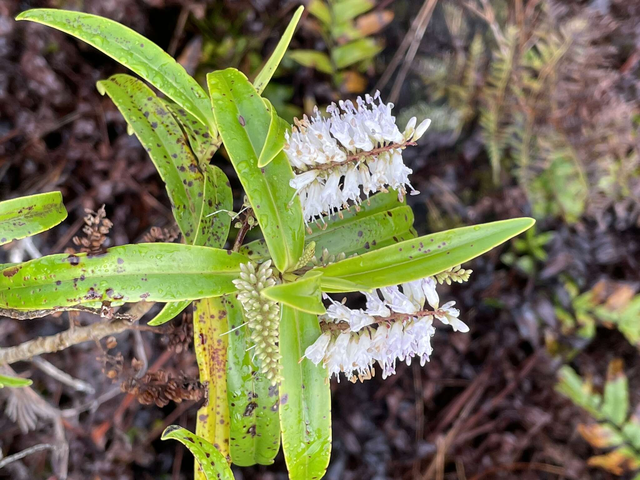 Image of Veronica corriganii (Carse) Garn.-Jones