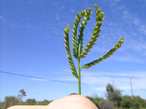 Eleusine indica (L.) Gaertn. resmi