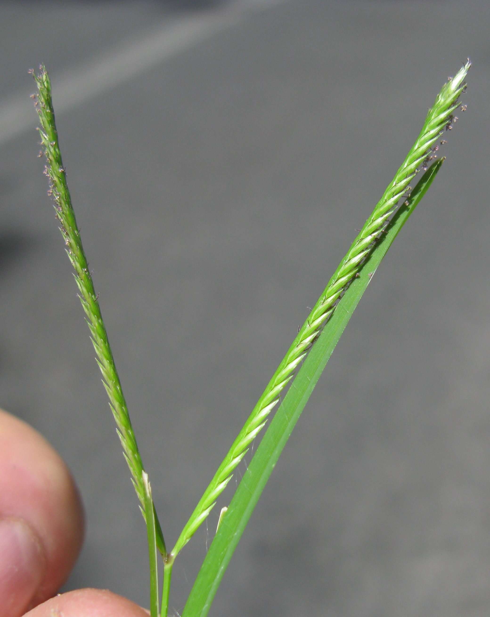 Image of Indian goosegrass