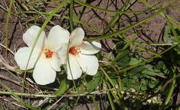 Image of Hibiscus aethiopicus var. aethiopicus