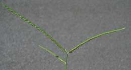 Image of Indian goosegrass