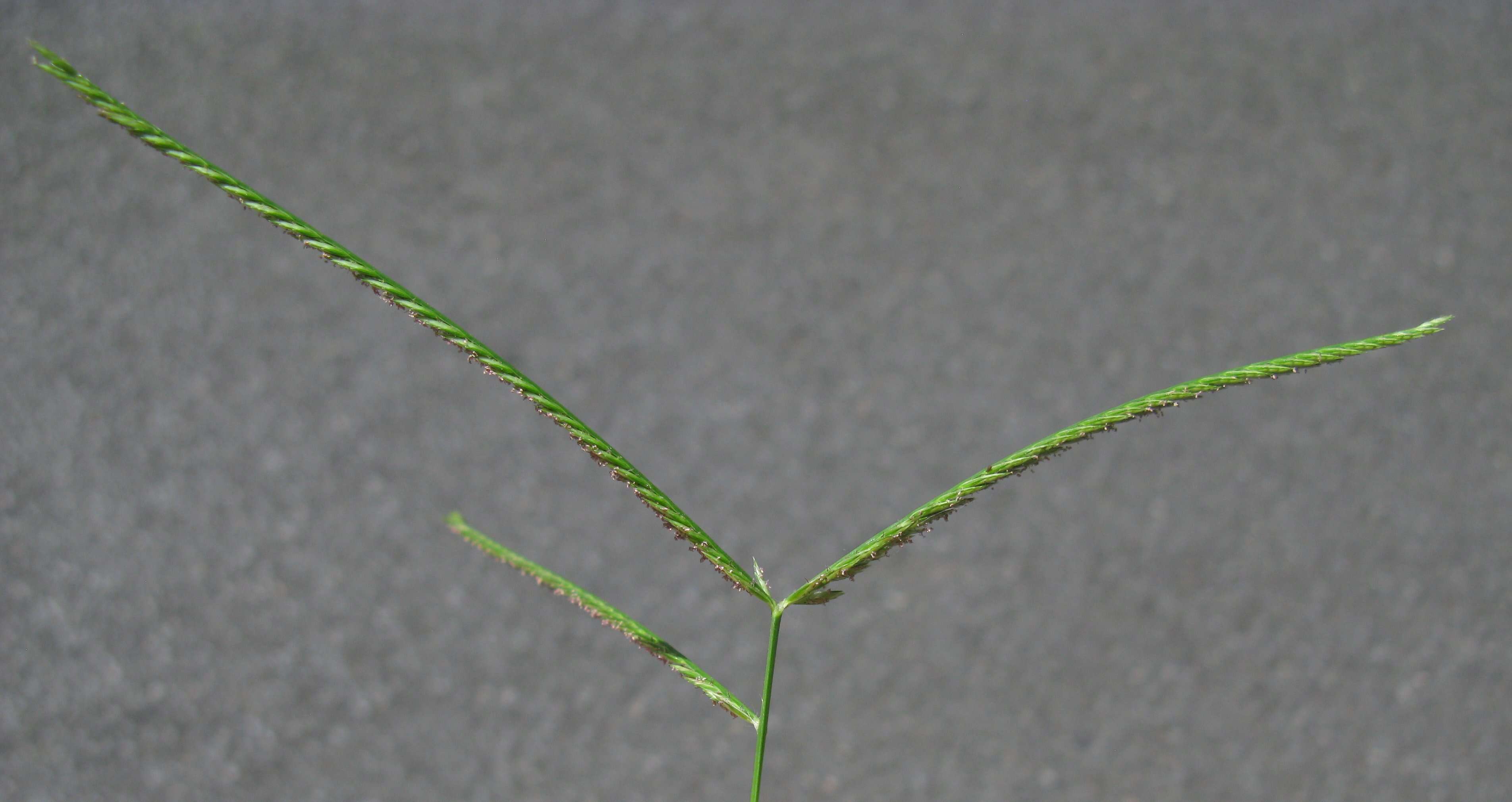 Image of Indian goosegrass