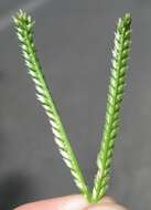 Image of Indian goosegrass