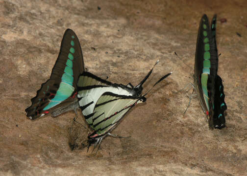 Image of Four-bar Swordtail Butterfly