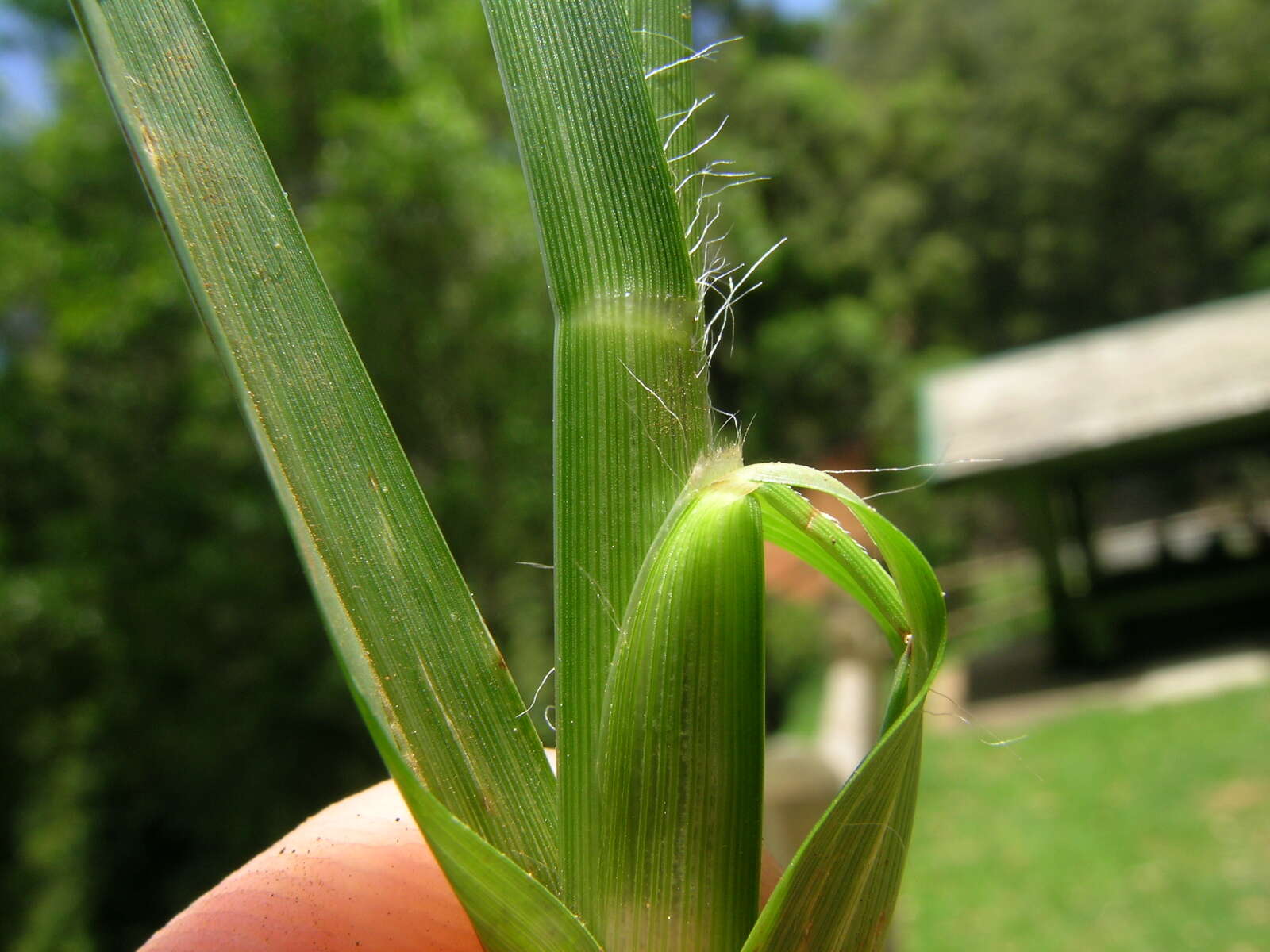 Eleusine indica (L.) Gaertn. resmi