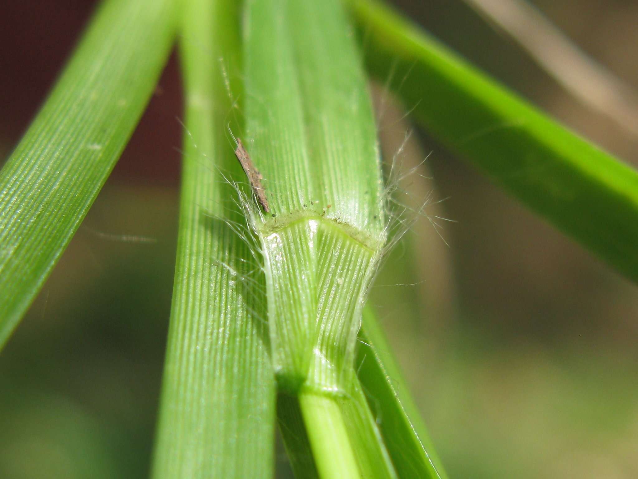 Eleusine indica (L.) Gaertn. resmi