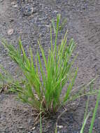 Image of Indian goosegrass