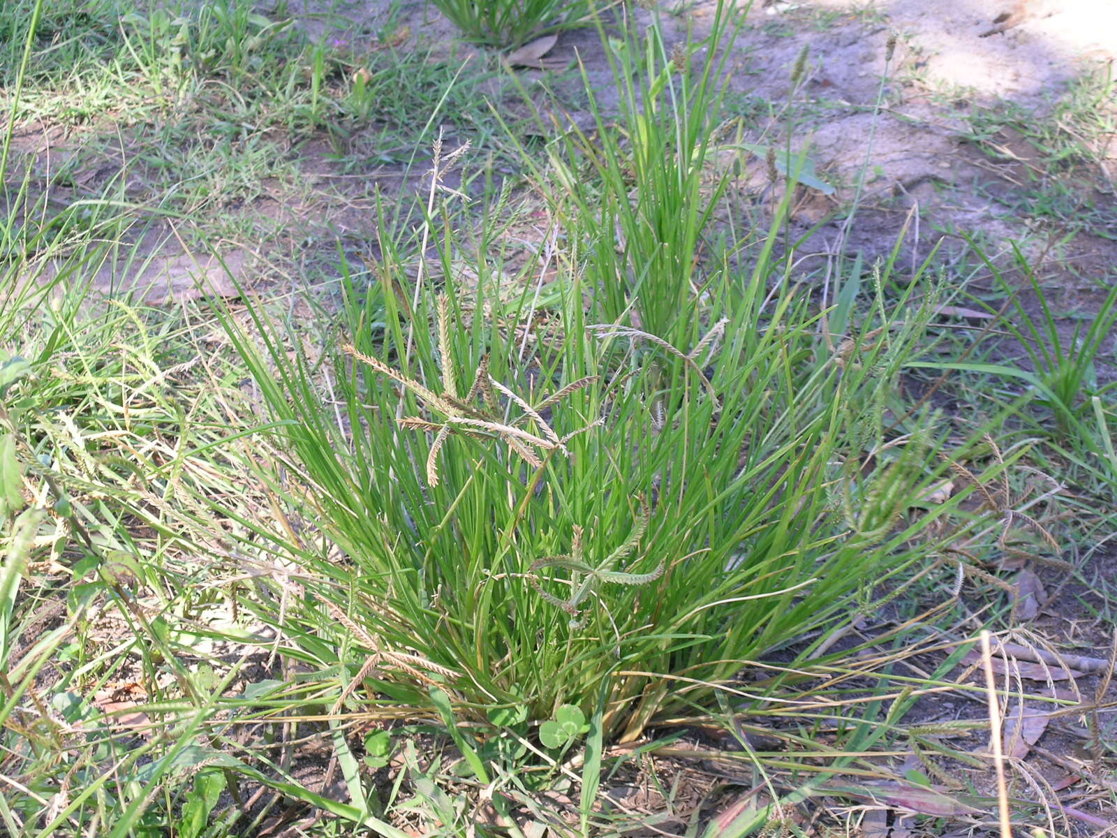 Eleusine indica (L.) Gaertn. resmi