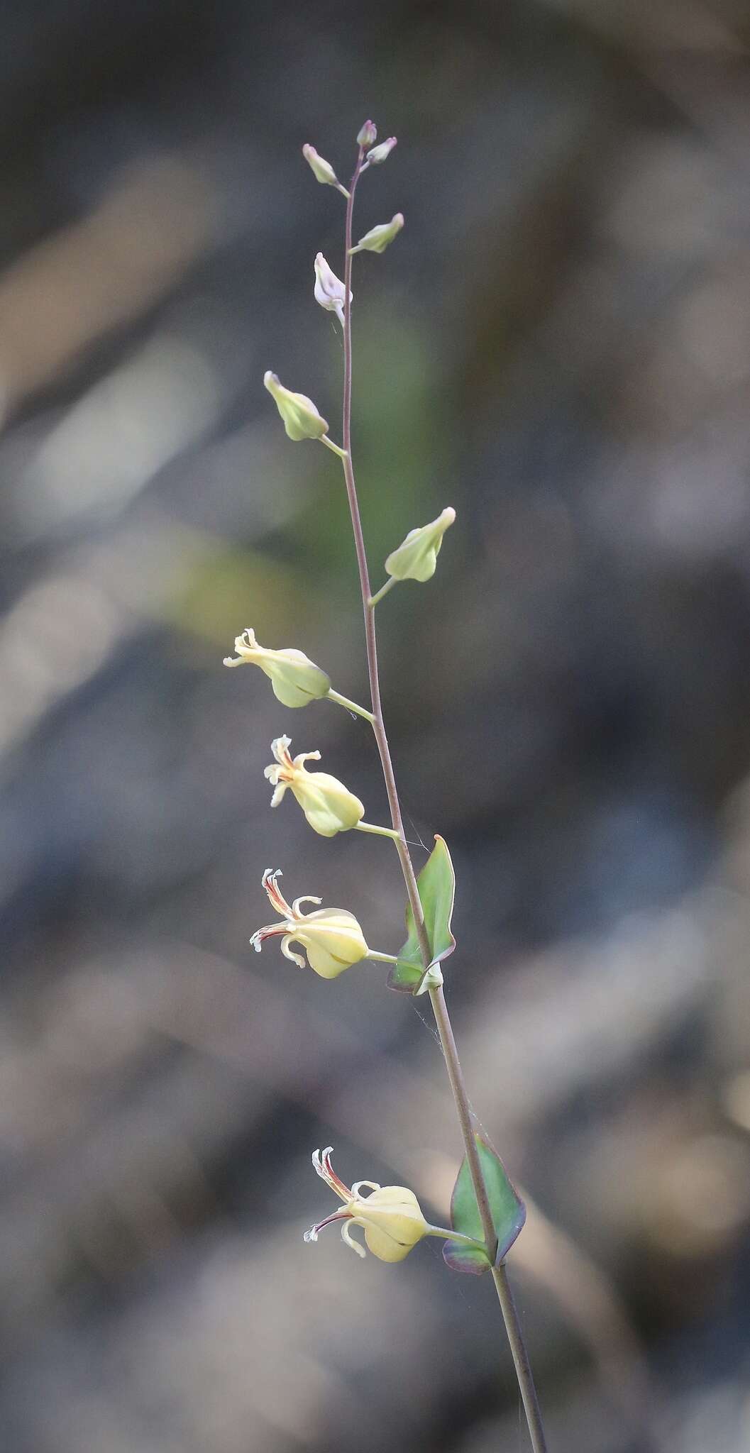 Image of Trinity River jewelflower