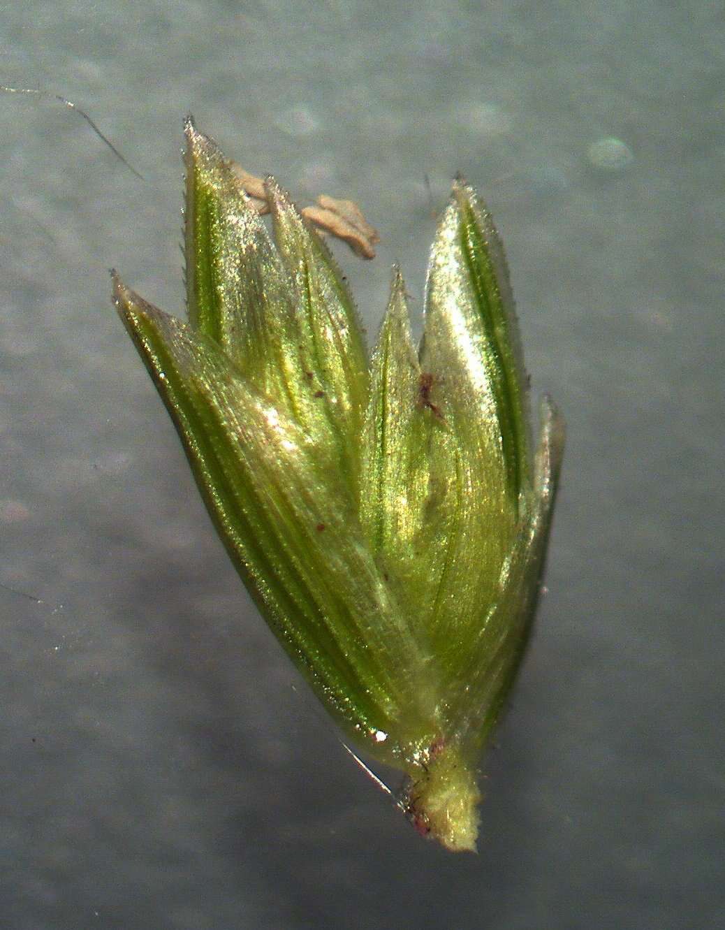 Plancia ëd Eleusine indica (L.) Gaertn.