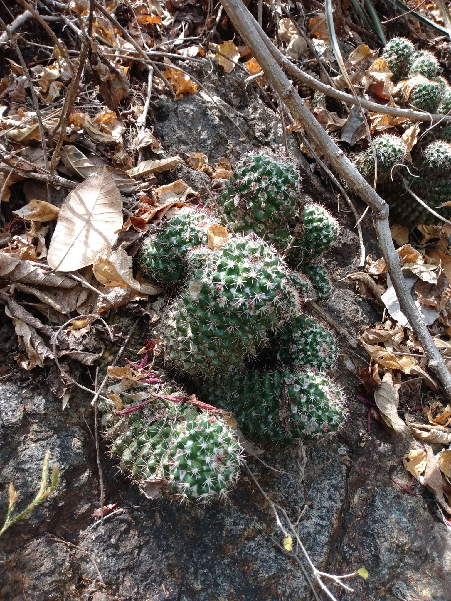 Image of Mammillaria scrippsiana (Britton & Rose) Orcutt