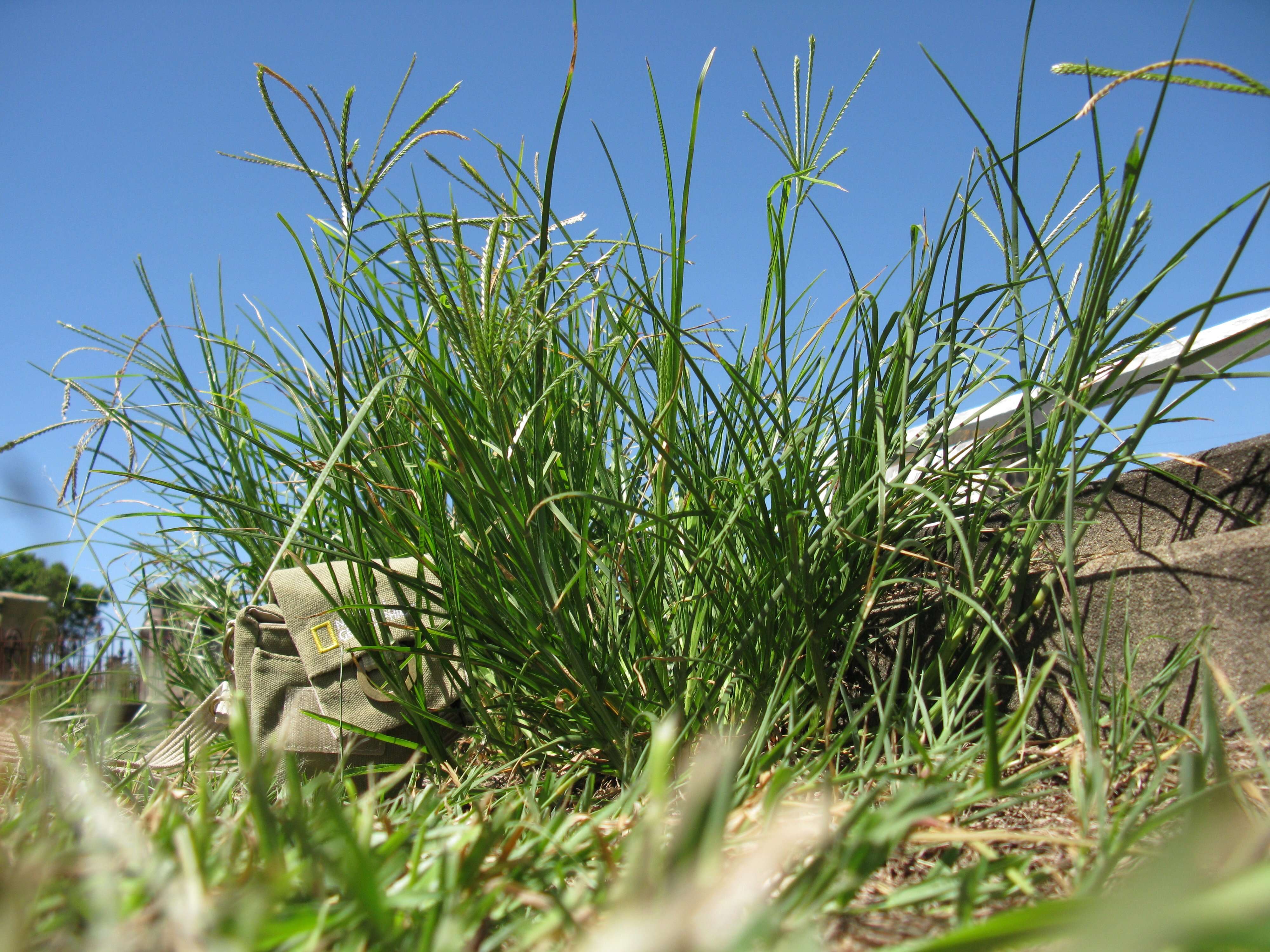 Image of Indian goosegrass