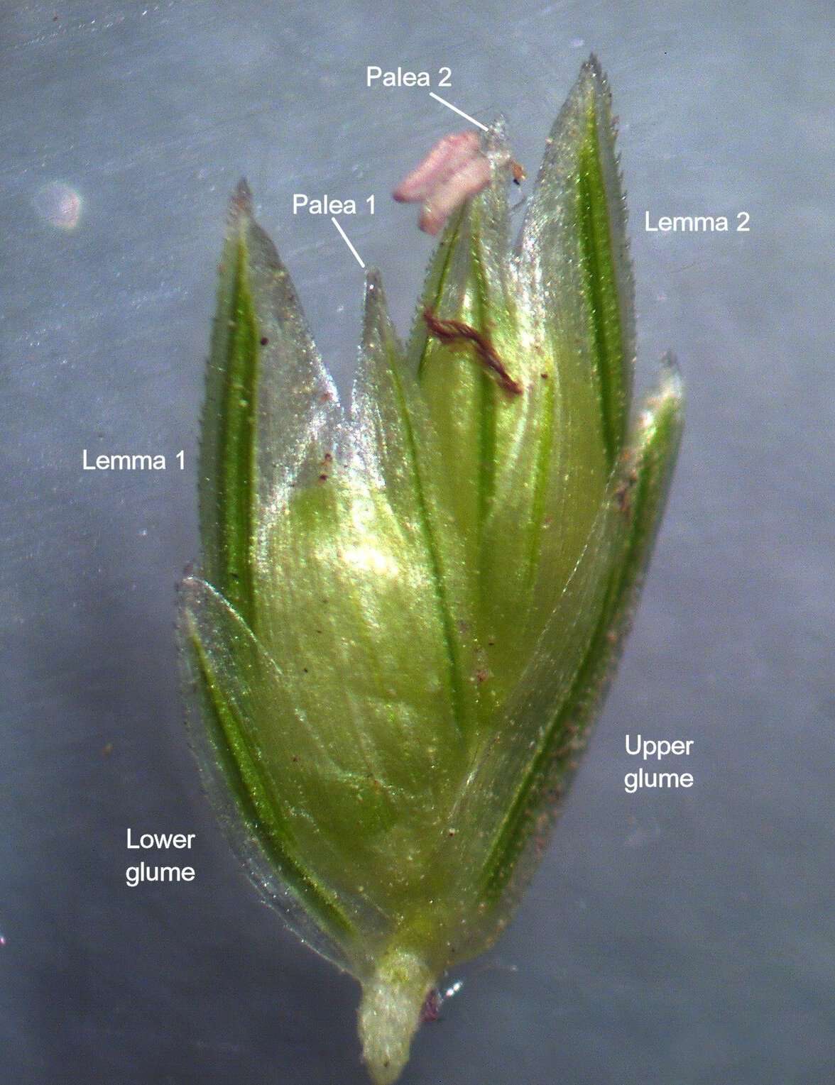 Image of Indian goosegrass