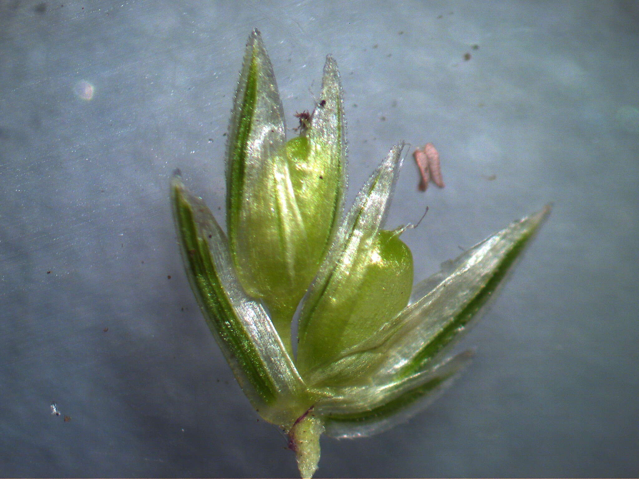 Image of Indian goosegrass