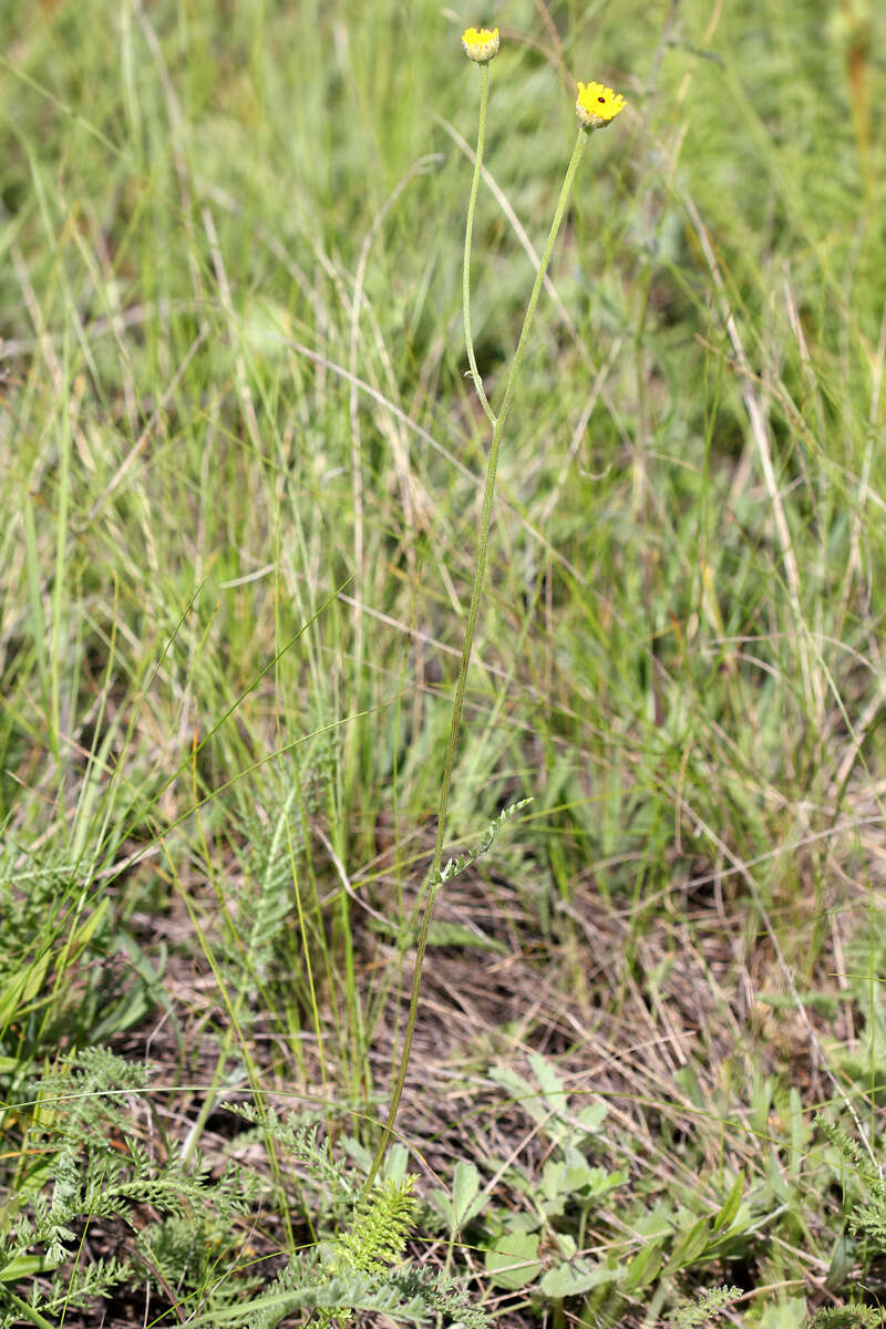 Image of Tanacetum kittaryanum (C. A. Mey.) Tzvel.