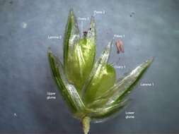 Image of Indian goosegrass