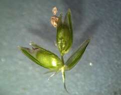 Image of Indian goosegrass