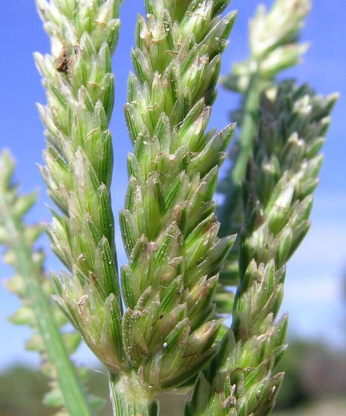 Image of Indian goosegrass