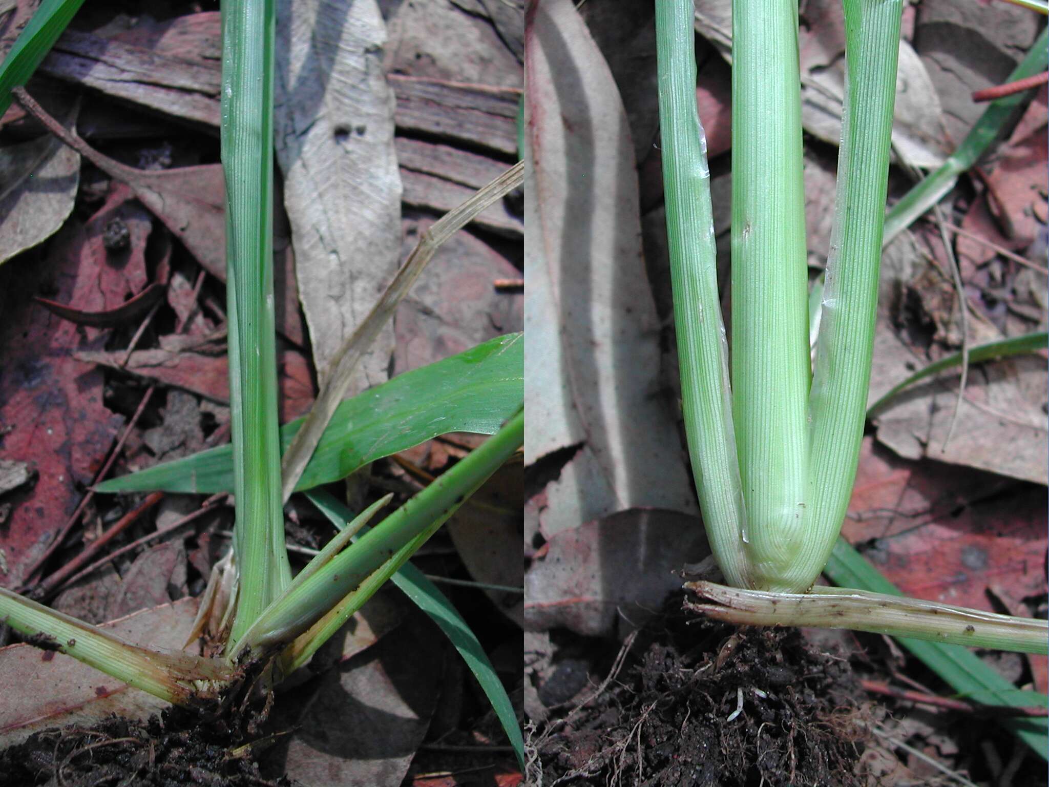 Plancia ëd Eleusine indica (L.) Gaertn.