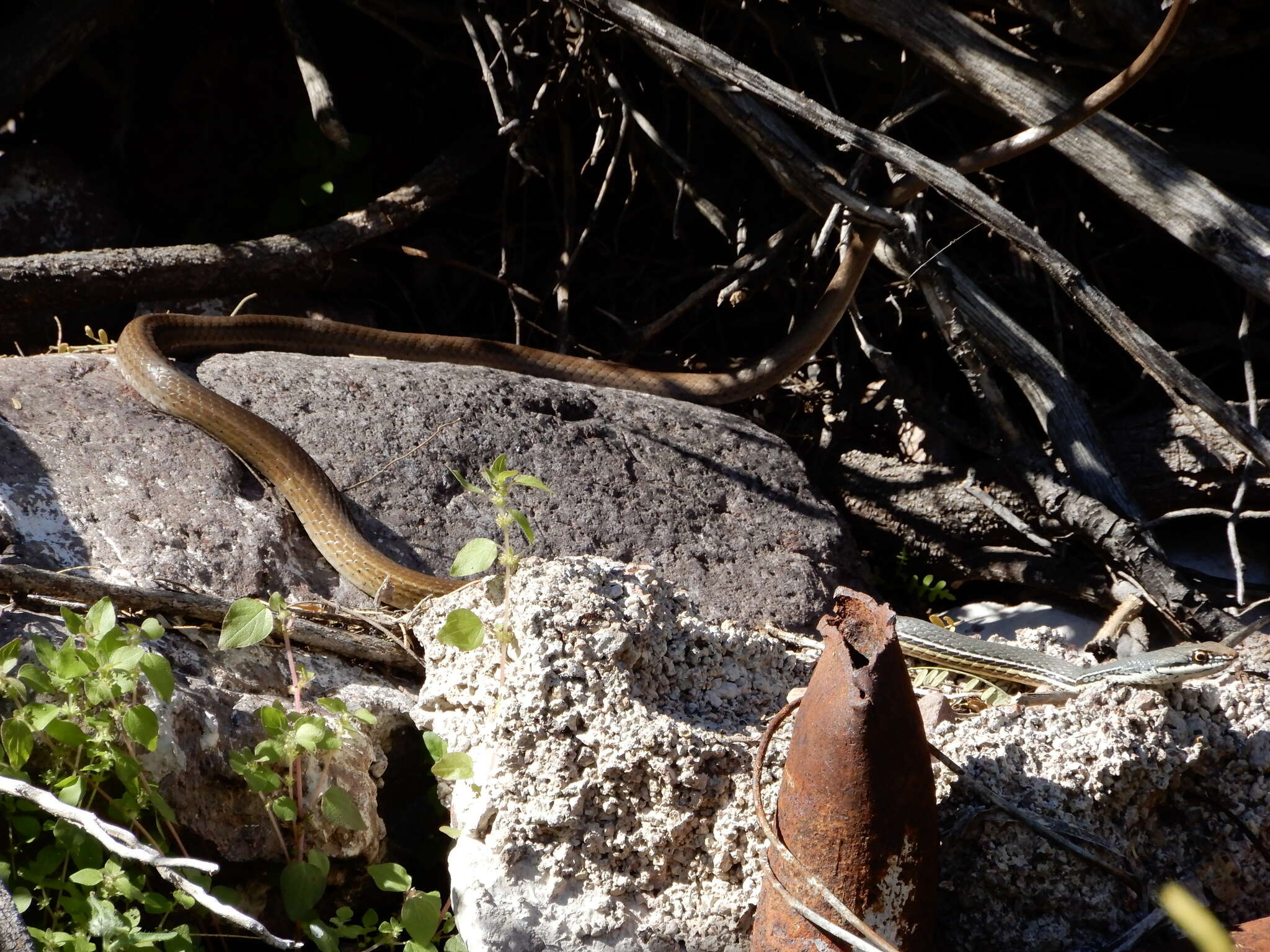 Image of Sonoran Whipsnake