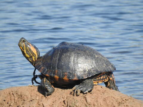 Image of Black-bellied Slider