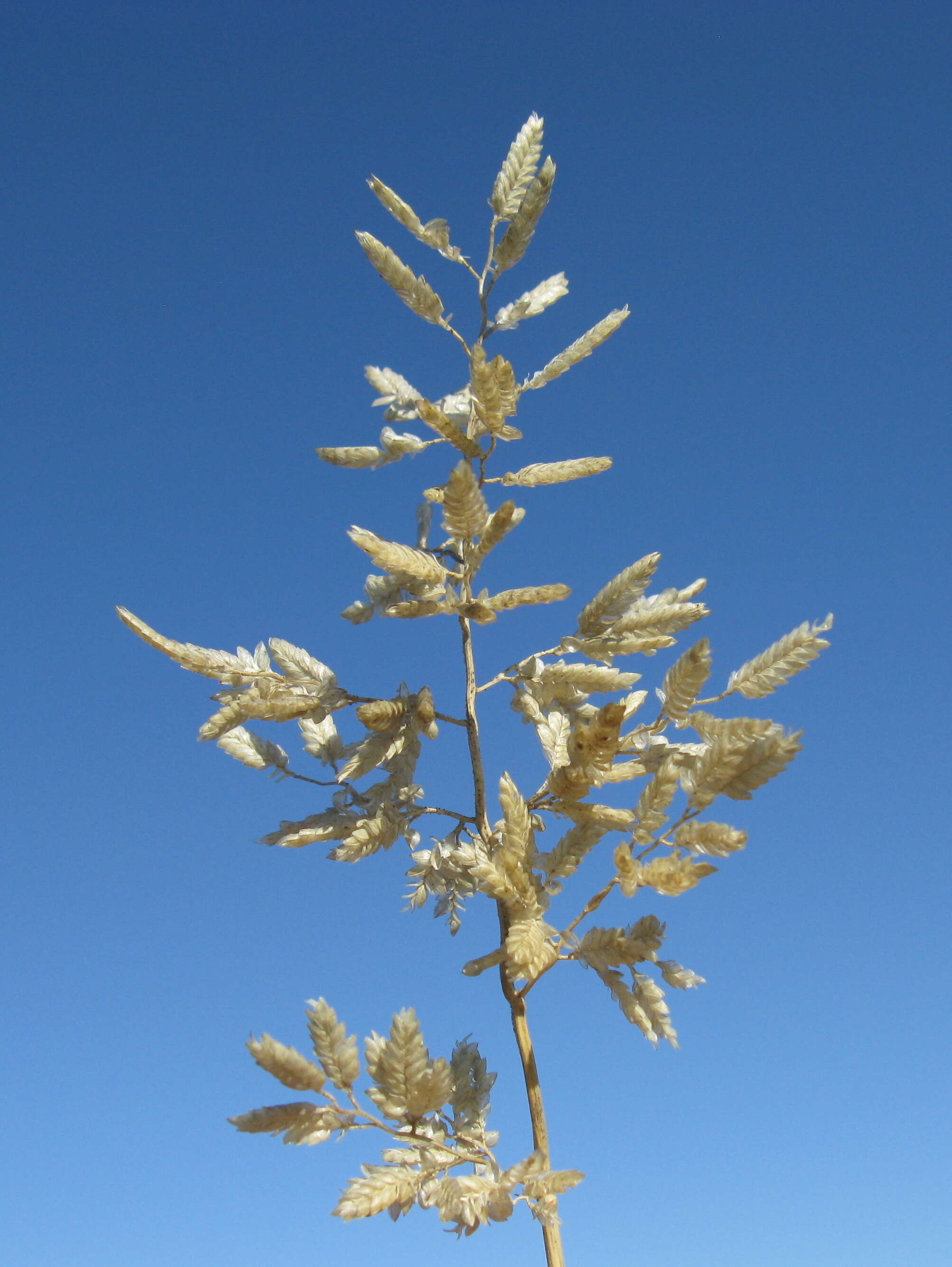 Imagem de Eragrostis cilianensis (All.) Janch.