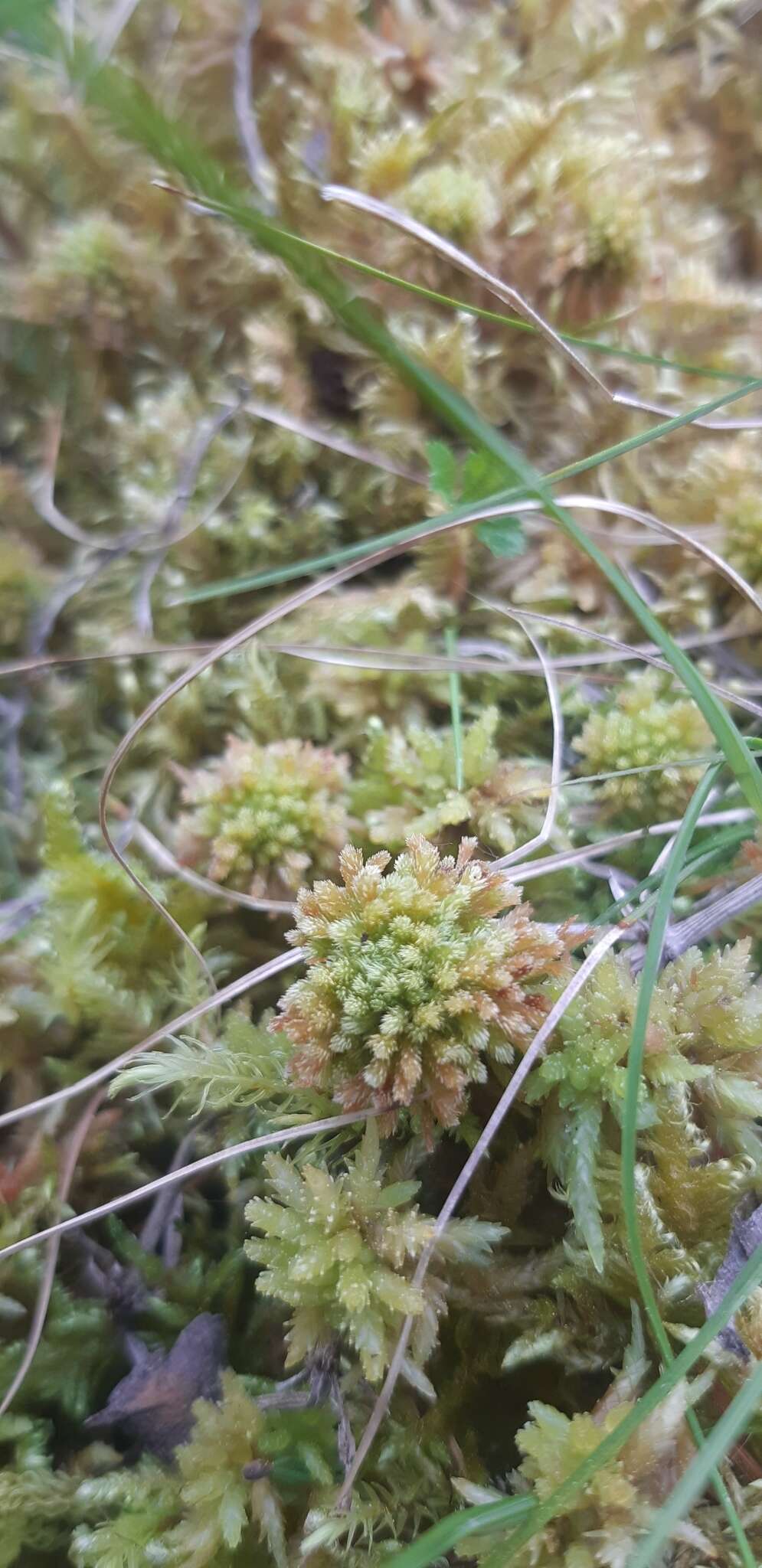 Image of Wulf's sphagnum