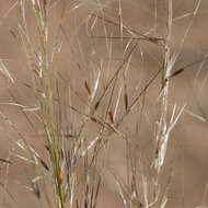 Image of Austrostipa eremophila (Reader) S. W. L. Jacobs & J. Everett