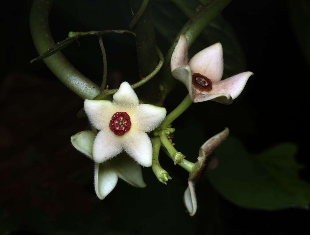 Image of Heterostemma dalzellii Hook. fil.