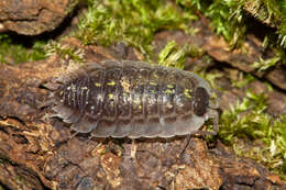 Image of Porcellio spinipennis Budde-Lund 1885