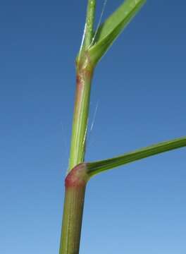 Image of weeping lovegrass