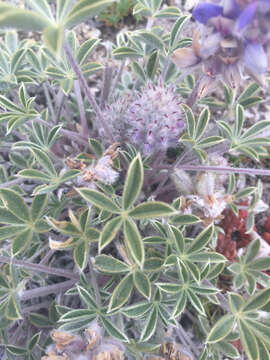 Image of desert lupine