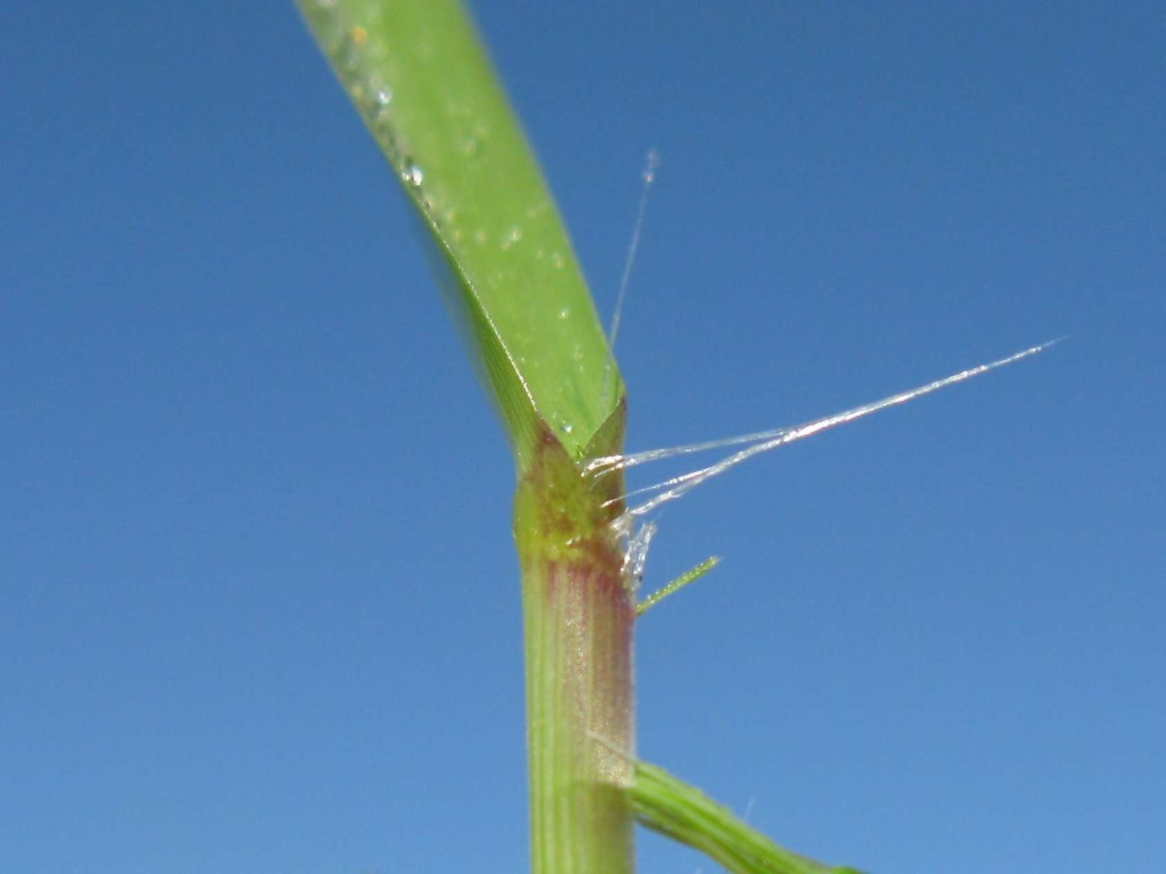 Image of weeping lovegrass